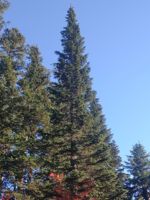 Pacific Silver Fir