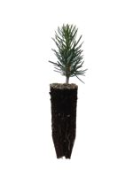 Subalpine Fir - 1 Year Old