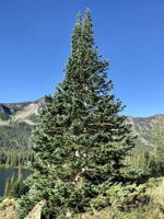 Subalpine Fir