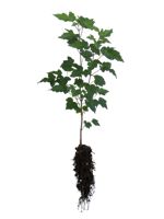 Amur Maple - 2 Year Old