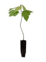 Red Maple - 1 Year Old