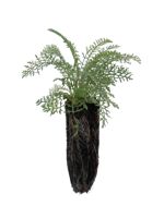 Yarrow - 1 Year Old