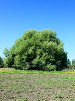 Long-leaved Violet Willow