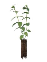 Anise Hyssop - 1 Year Old