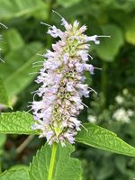 Anise Hyssop