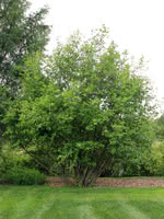 Sitka Alder