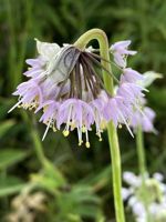 Nodding Onion