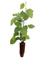 Green Alder - 1 Year Old