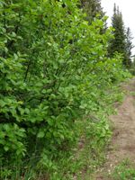 Sitka Alder