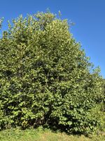 Mountain Alder