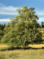 Red Alder