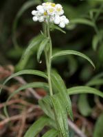 Pearly Everlasting