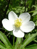 Canada Anemone