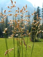 Sweetgrass
