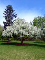 Siberian Crab Apple