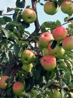 Prairie Sensation Apple