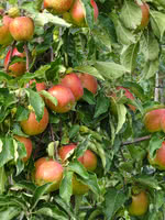 Harcourt Apple