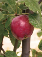 September Ruby Apple - 1 Year Old 