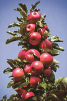 Treasured Red Columnar Apple