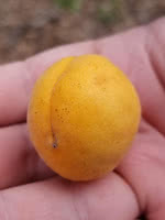 Manchurian Apricot