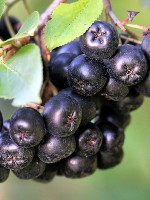 Viking Aronia Berry