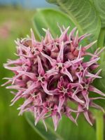 Showy Milkweed