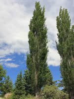 Swedish Aspen