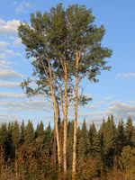 Mountain Aspen