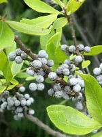 Small Waxberry