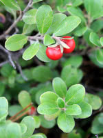 Bearberry