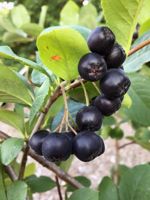 Aronia Berry