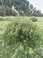 Dwarf-Bog Birch
