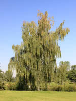 Cutleaf Weeping Birch