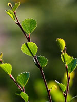 Dwarf Birch