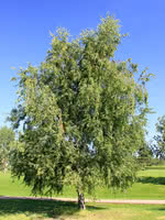 European White Birch