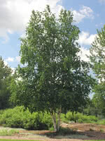 White Birch (Paper Birch)