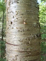 Yellow Birch