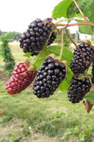 Hardy Blackberry