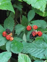 Illini Hardy Blackberry