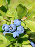 Velvetleaf Blueberry