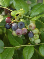 Chippewa Half High Blueberry