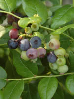 Blue Crop Blueberry vs Chippewa Blueberry TreeTime.ca