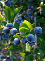 Powder Blue Blueberry  Blueberry Plants for Sale - PlantingTree