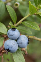 Wild Lowbush Blueberry