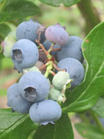 Patriot Northern Highbush Blueberry