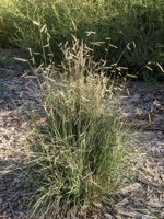 Blue Grama Grass