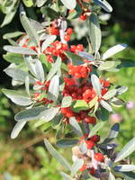 Image of Silver Buffalo bush