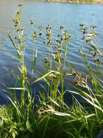 Pale Bulrush