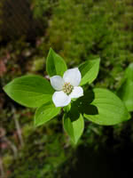 Bunchberry