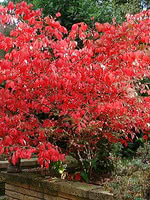 Winged Burning Bush